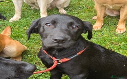 Labrador Retriever dogs for sale: Kc Reg Labrador dog pups. - Image 1