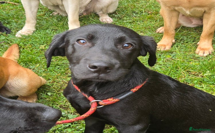 Labrador Retriever dogs - Advert 3