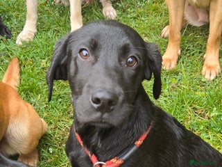 Labrador Retriever dogs - Advert 16