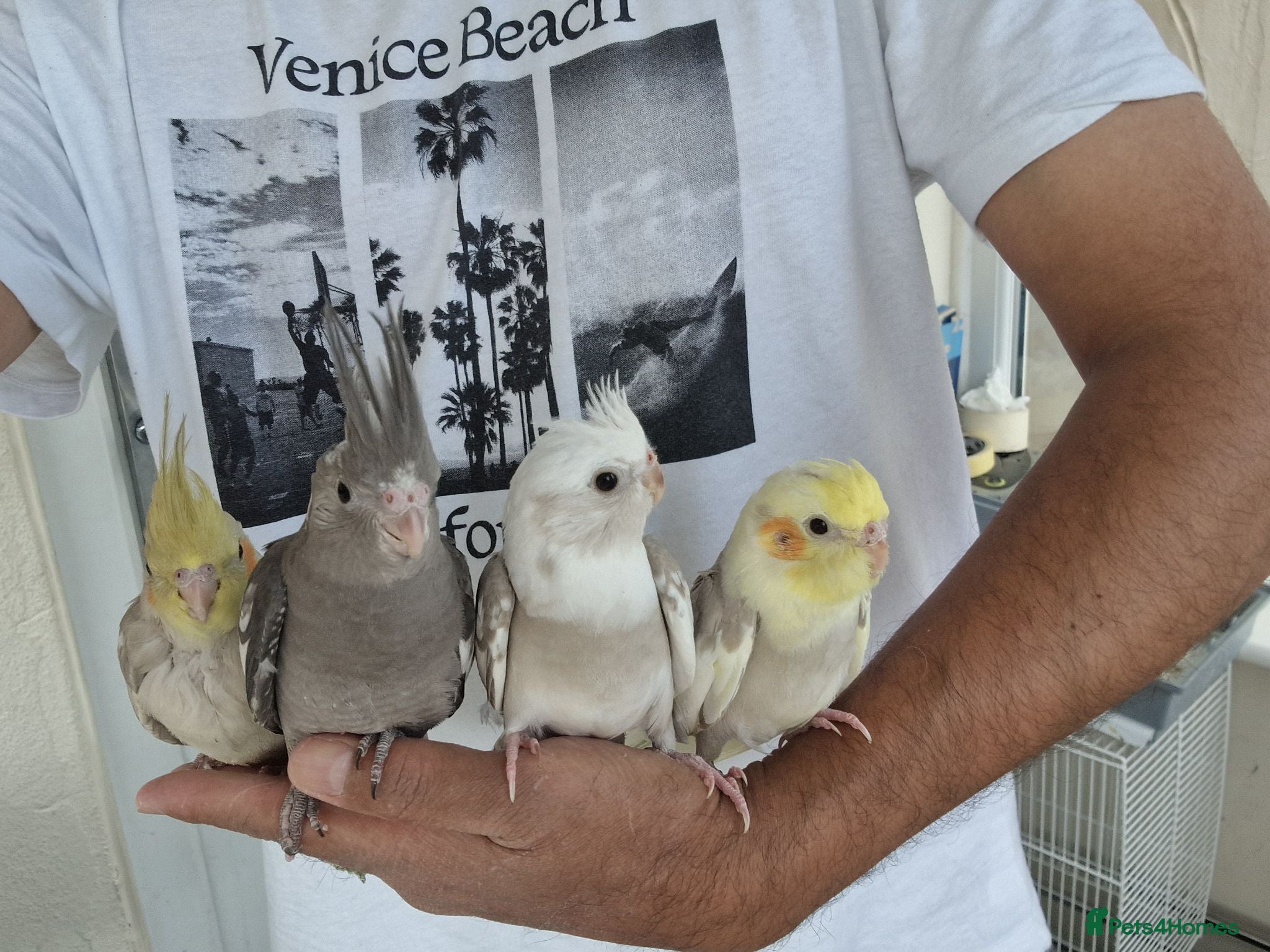 Cockatiels birds Super silly hand tamed baby budgies  - Advert 16