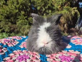 Angora rabbits 💙ANGORA BLUE EYED BOYS💙-PARENTS IMPORTED 🇫🇷 - Advert 6