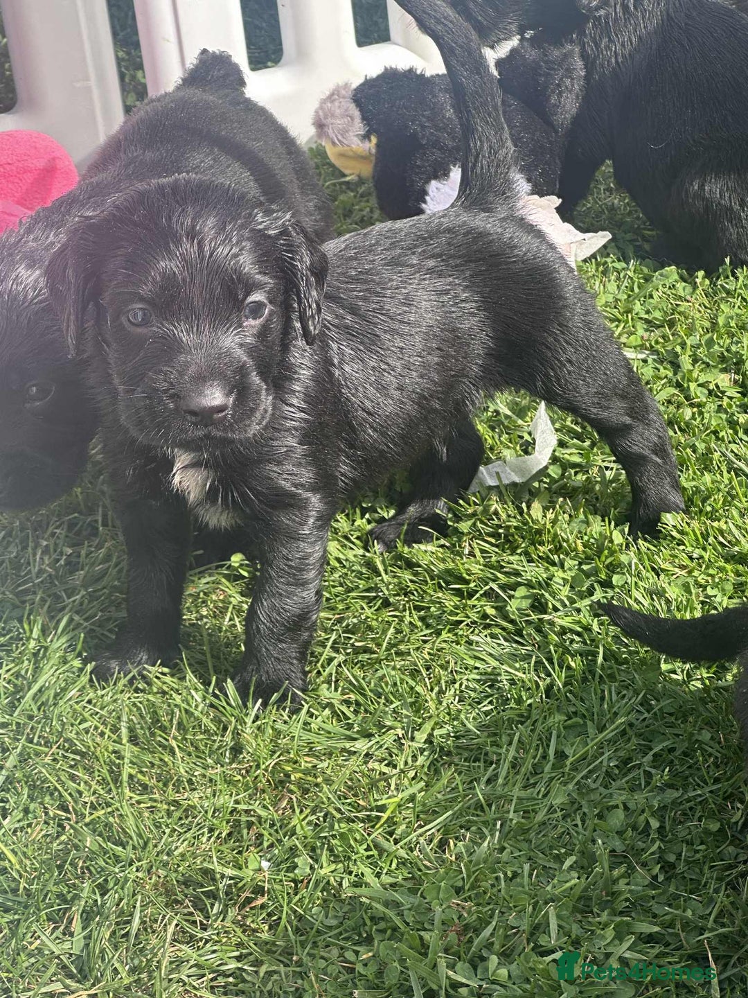 Mixed Breed dogs for sale: ** Spangold Retrievers ** - Image 1