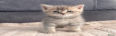 British Shorthair 3