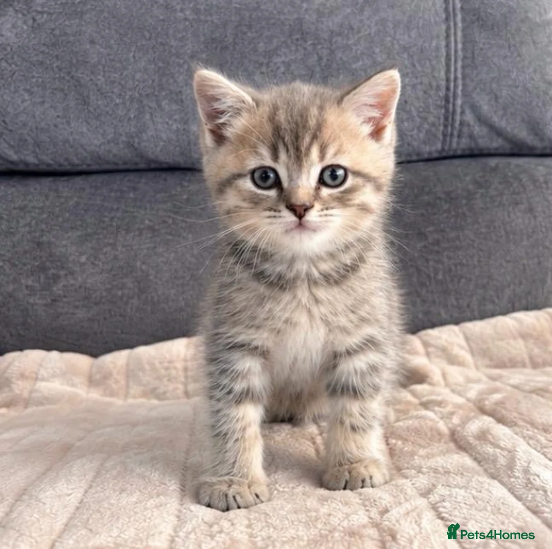 British Shorthair cats for sale: Gorgeous British Shorthair Silver Tabby Kittens - Advert 10