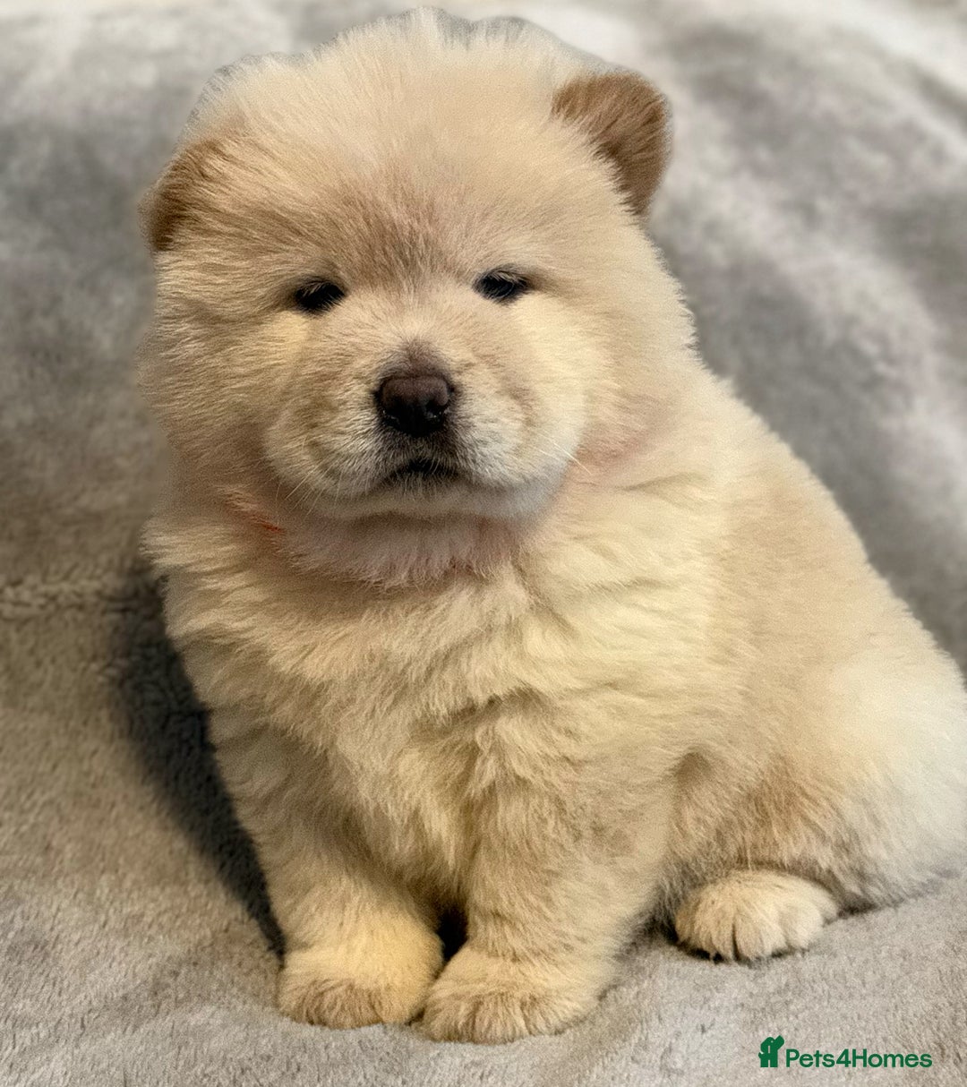 Chow Chow dogs for sale: KC Reg Chow Chow Puppies  - Advert 20