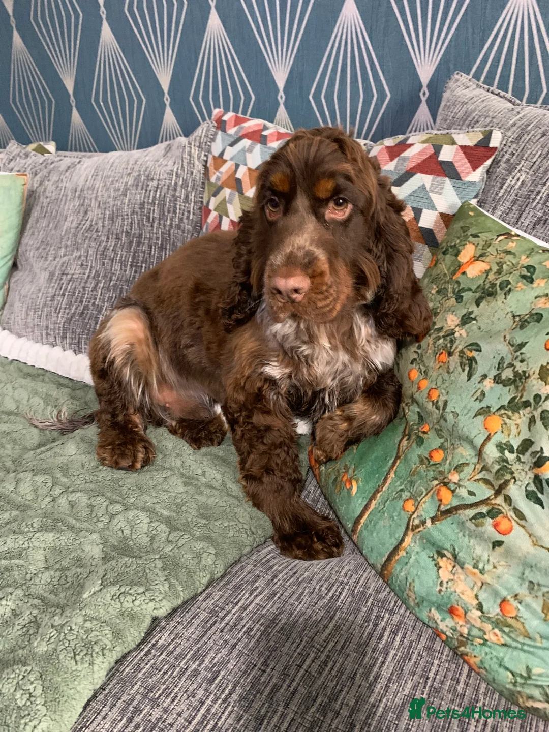 Cocker Spaniel dogs for sale: Show cocker spaniel  - Advert 2