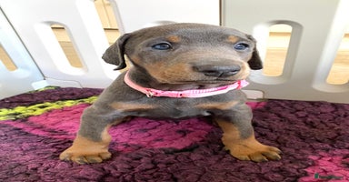 Dobermann dogs - Advert 4