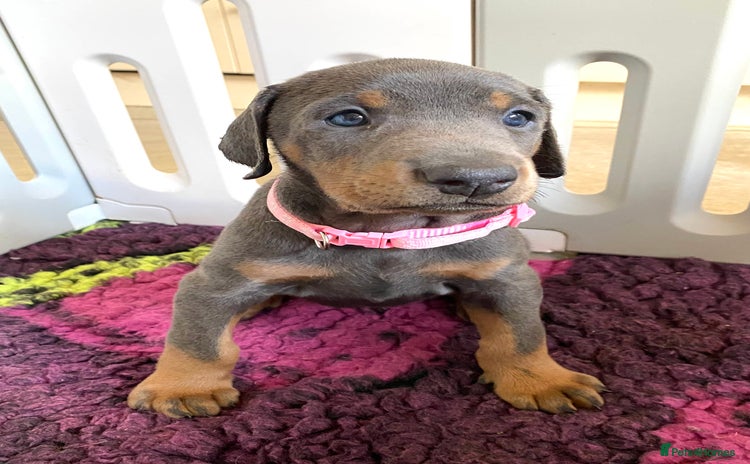 Dobermann dogs - Advert 1