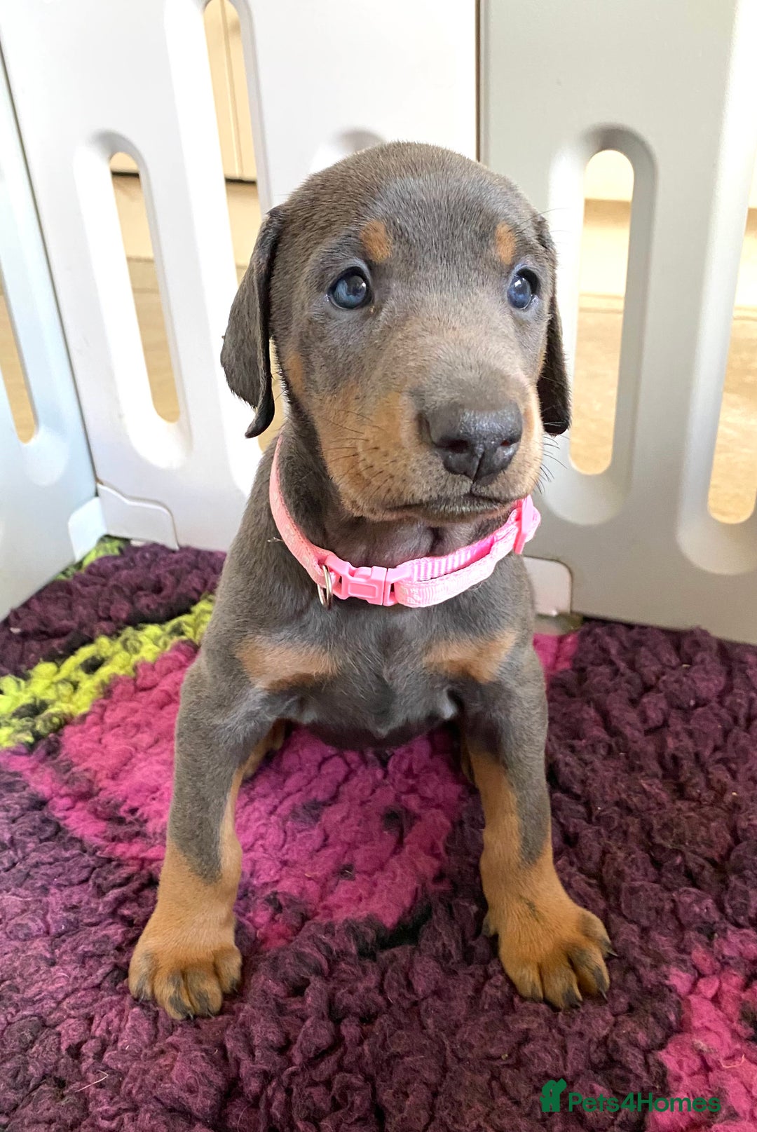Dobermann dogs for sale: DOBERMAN PUPPIES (BOTH KC HEALTH TESTED PARENTS) - Image 3