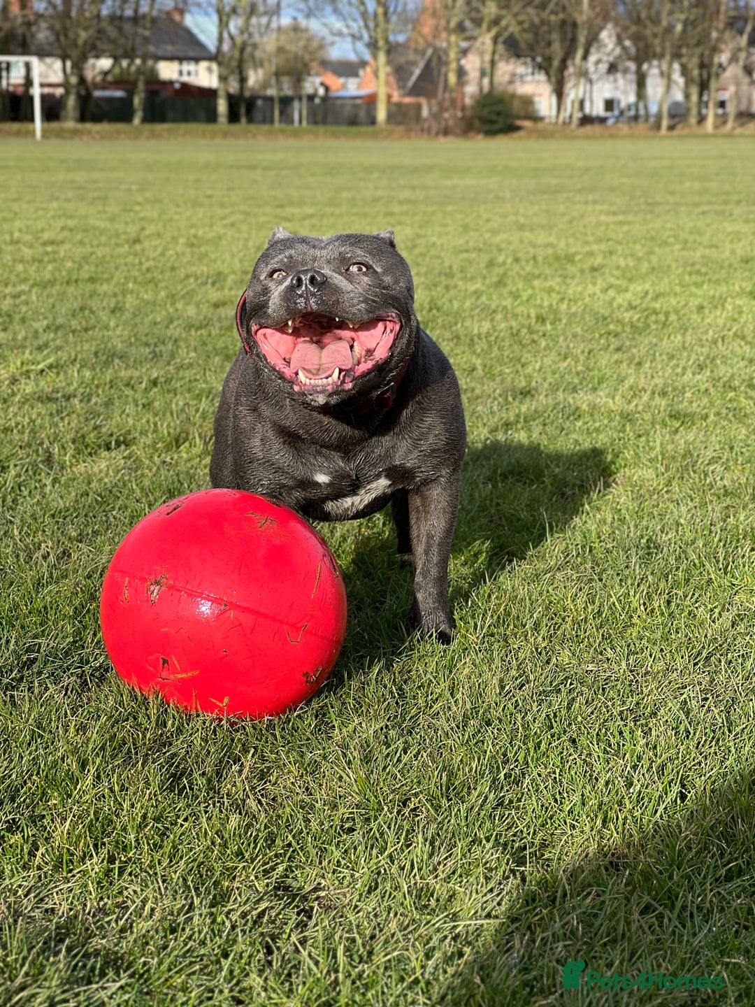 Staffordshire Bull Terrier dogs for stud: Proven KC Blue Boy For Stud in Whitley Bay - Advert 8