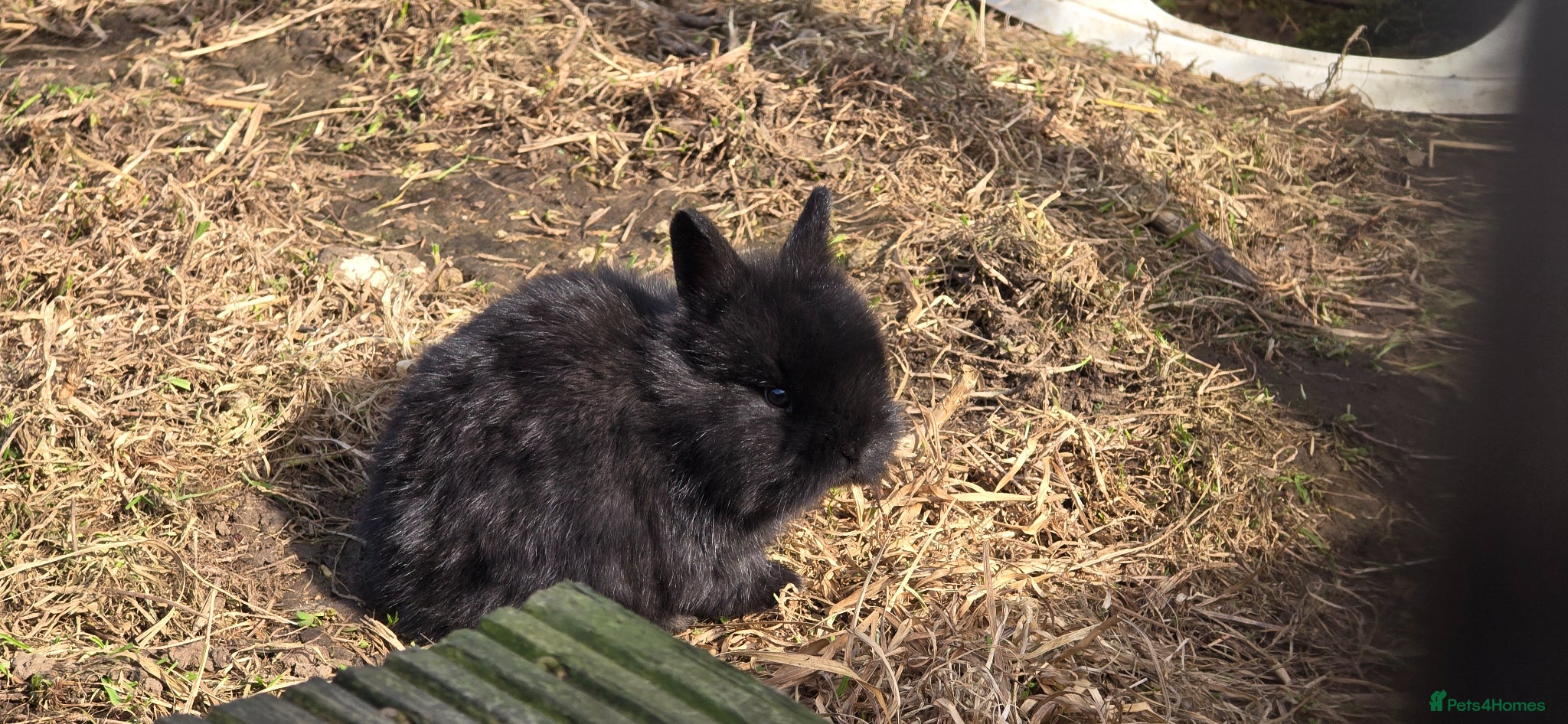Mixed Breed rabbits 2x sisters - Advert 21