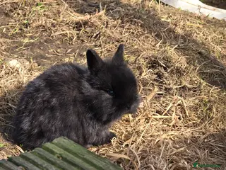 Mixed Breed rabbits 2x sisters - Advert 21