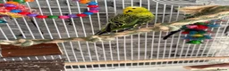 Budgerigars birds for sale: Budgies  - Advert 4