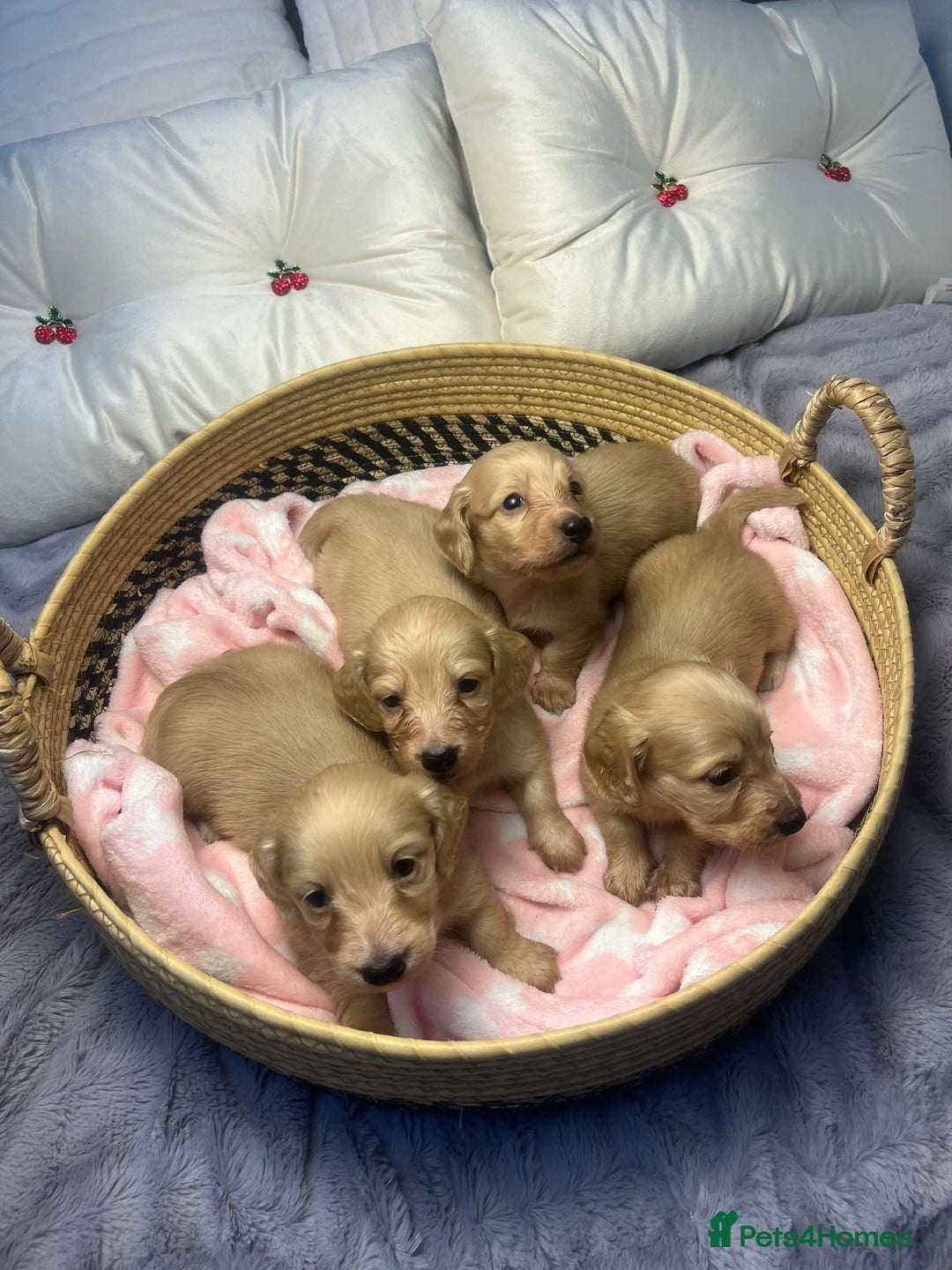 Miniature Dachshund dogs for sale: Pure cream longhaired miniature dachshund  - Advert 7