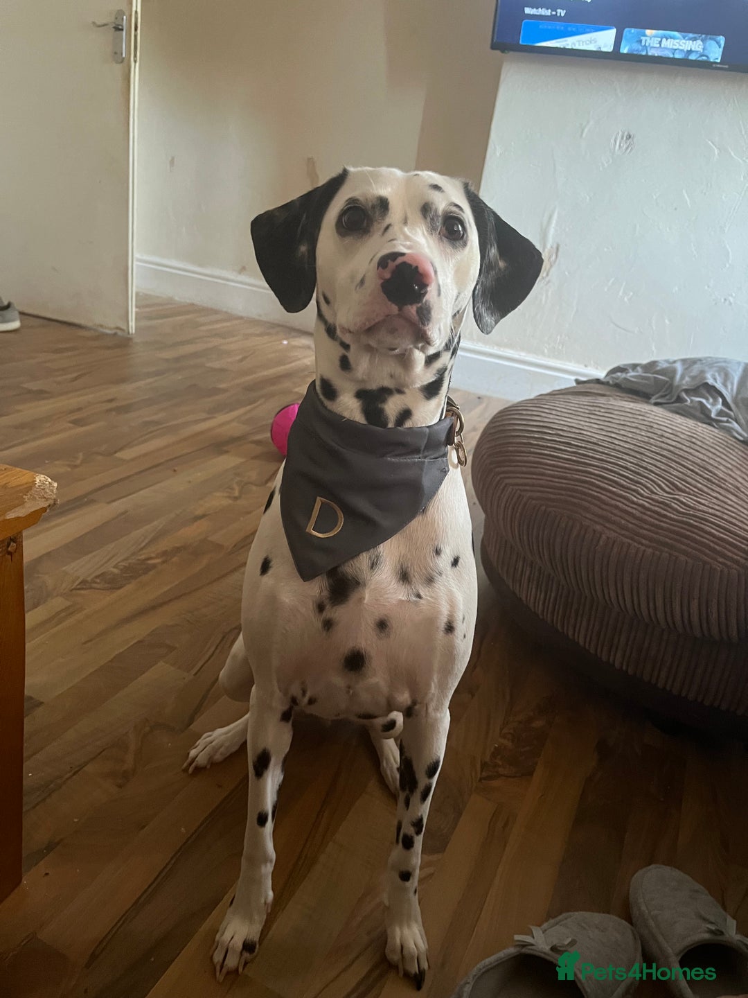 Dalmatian dogs for sale: 3 year old Dalmatian  - Advert 5