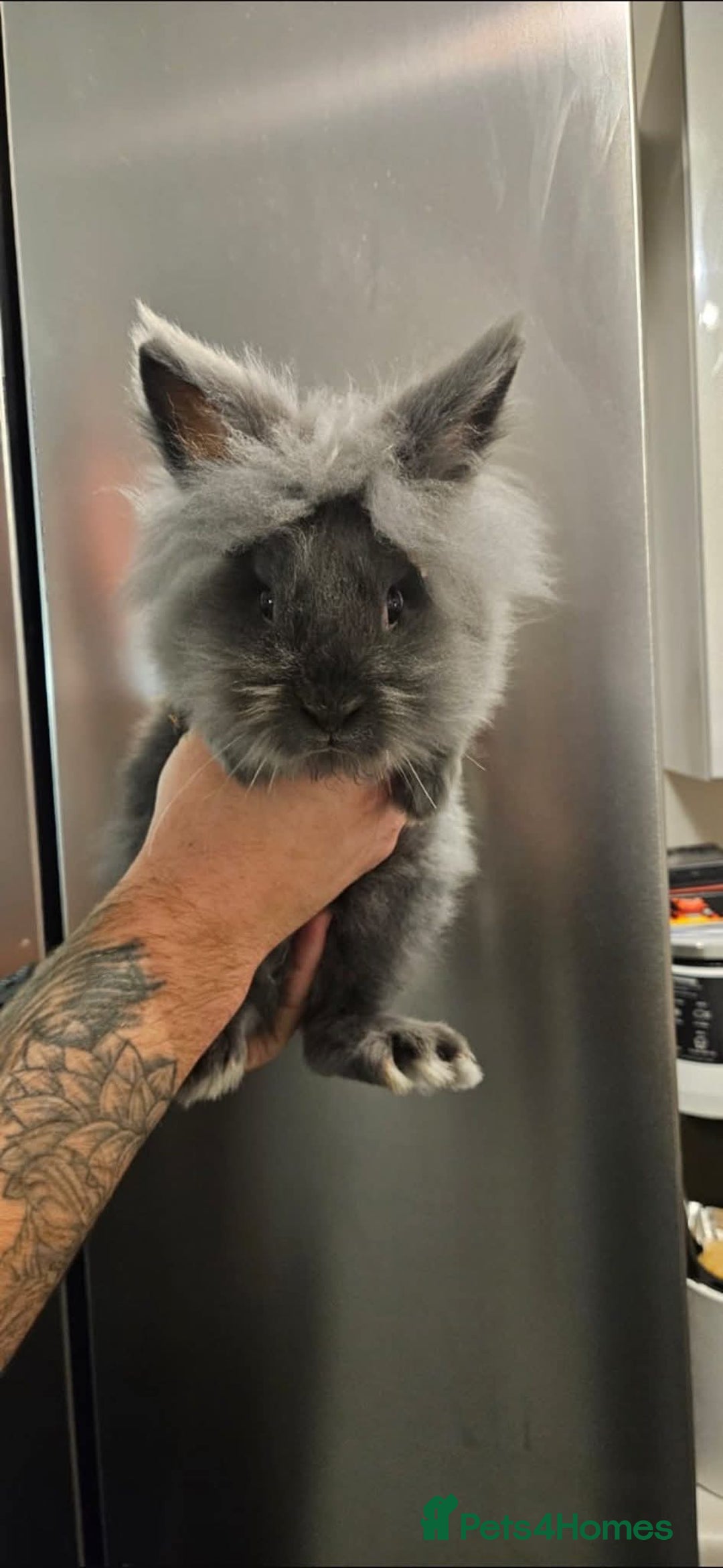 Lionhead rabbits for sale: Lionhead bunnies x2 male - Advert 2