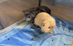 Guinea Pig rodents for sale: SOLD 5 Guinea pigs For Rehoming, 2 separate groups - Image 2