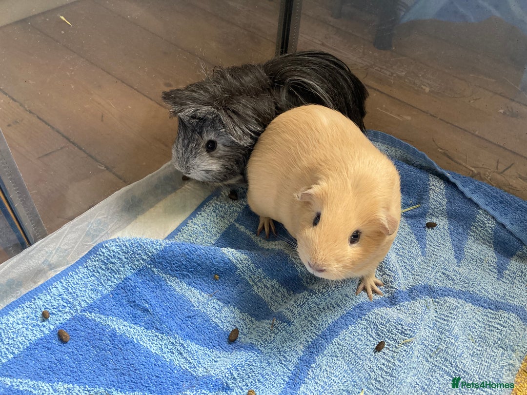 Guinea Pig rodents for sale: SOLD 5 Guinea pigs For Rehoming, 2 separate groups - Image 2