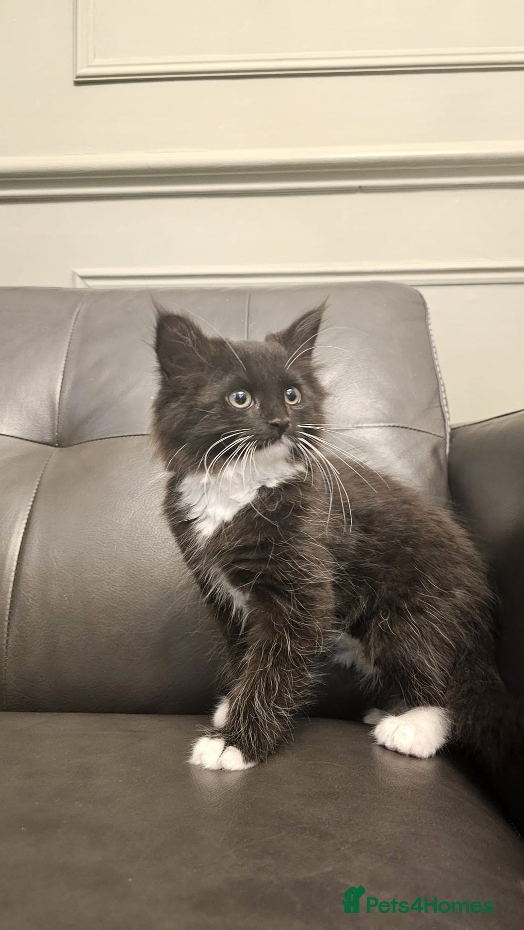Maine Coon cats for sale: Tabby Maine coon x kittens. Ready to leave - Image 16