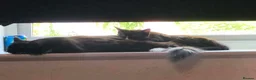 Mixed Breed cats for sale: ✨ Beautiful black & white kitten ✨ - Advert 1