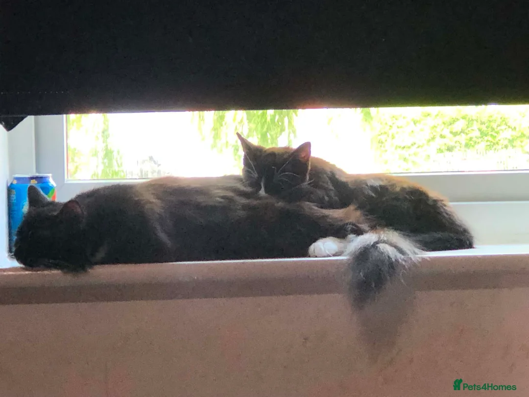 Mixed Breed cats for sale: ✨ Beautiful black & white kitten ✨ - Advert 1