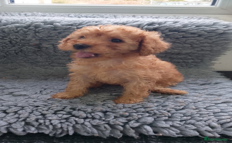 Miniature Poodle dogs - Advert 10