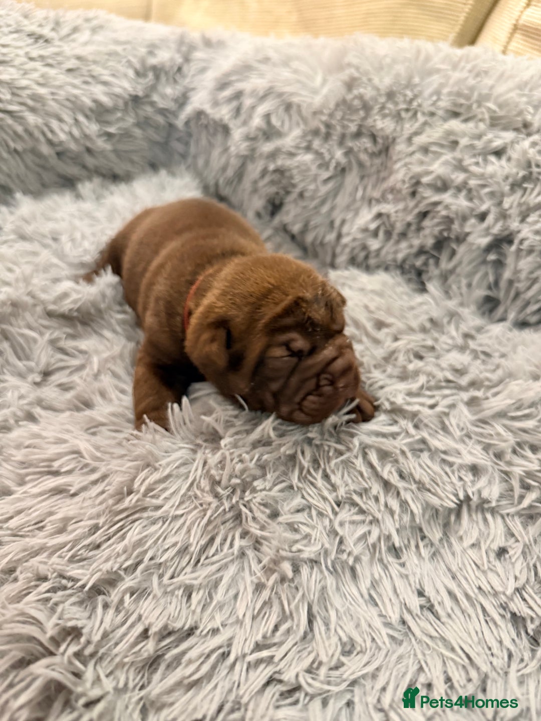 Mixed Breed dogs for sale: Gawjuss Bullpei Puppies 🐶 - Advert 26