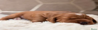 Cocker Spaniel 2