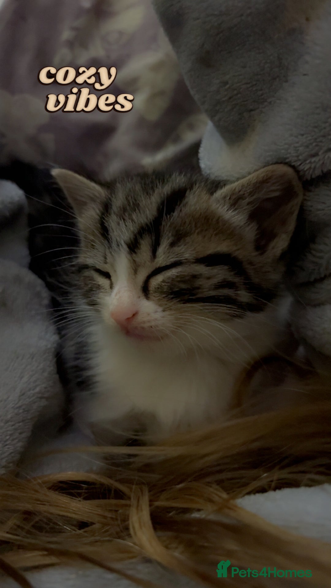 Mixed Breed cats for sale: Five tabby shorthair and longhair kittens - Advert 22