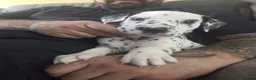 Dalmatian dogs for stud: Proven KC Dalmatian stud baer+\+ - Advert 2