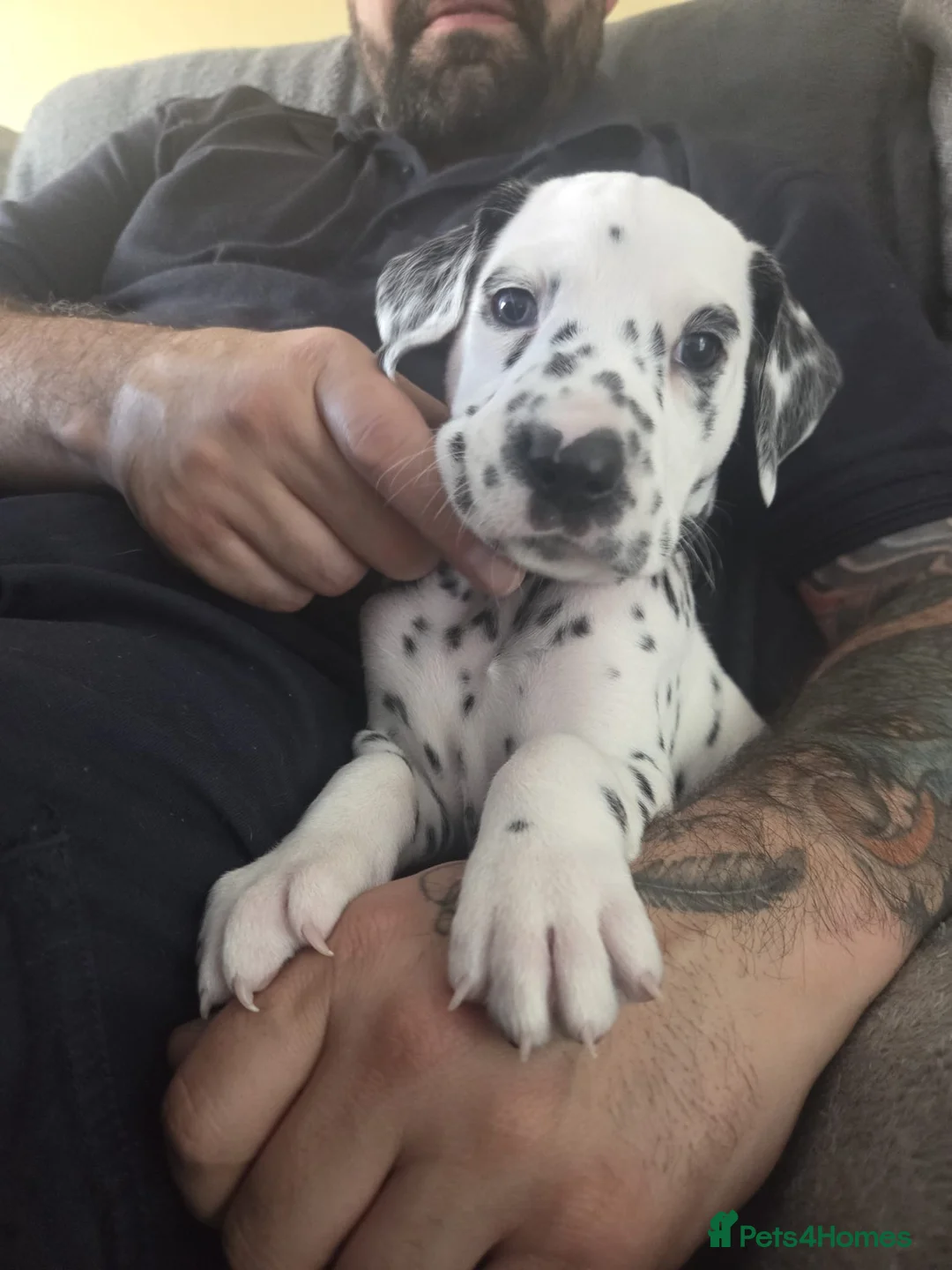 Dalmatian dogs for stud: Proven KC Dalmatian stud baer+\+ - Advert 2