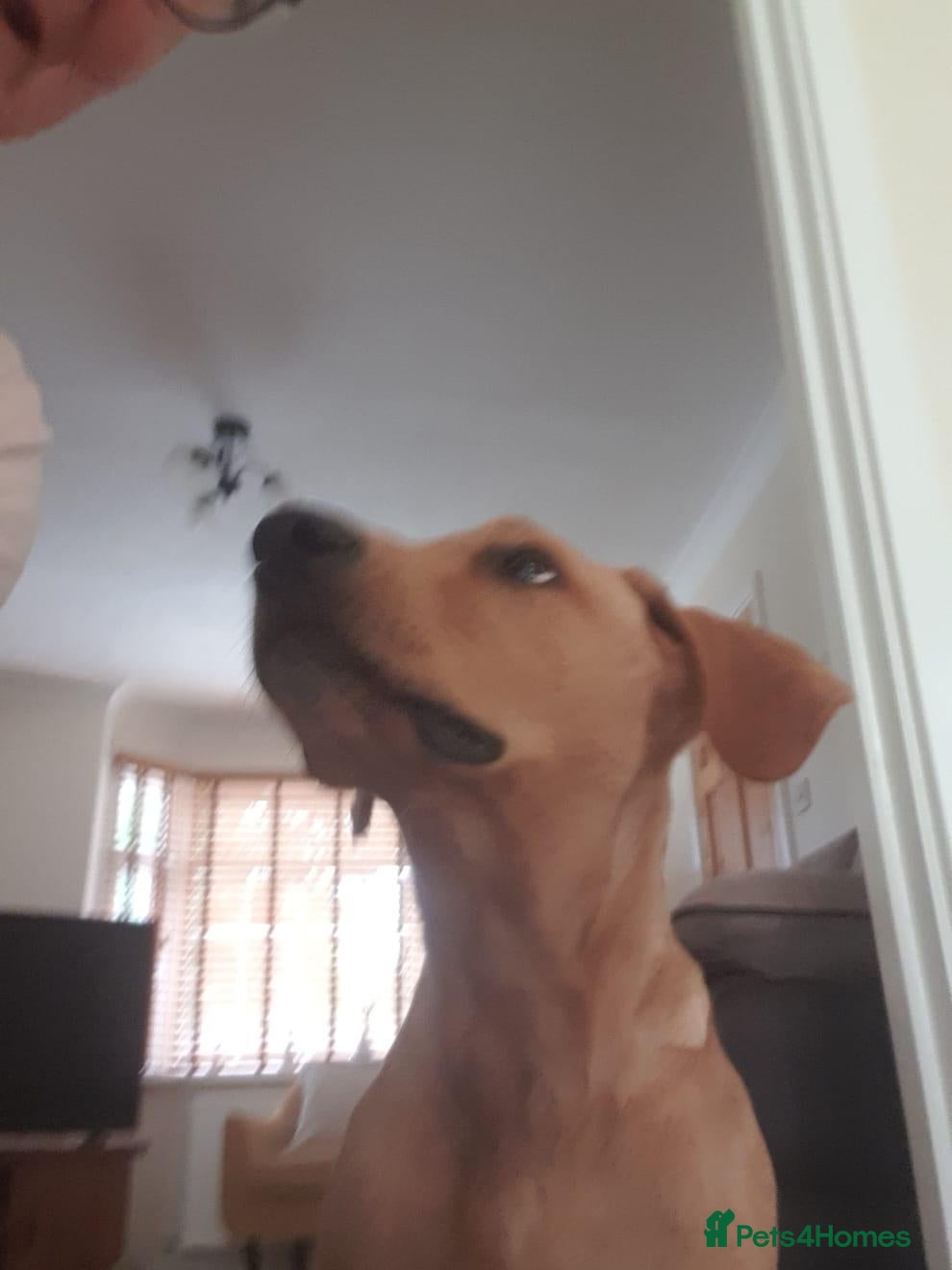 Labrador Retriever dogs Mr melton - Advert 13
