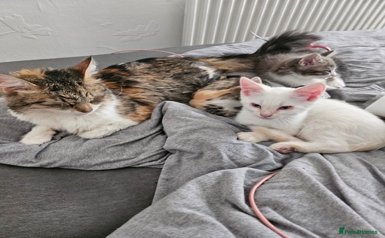 Mixed Breed cats - Advert 2