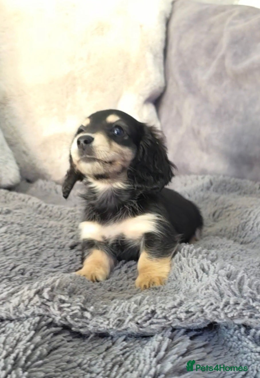 Miniature Dachshund dogs  Cream Miniature long-haired Dachshund  - Advert 8