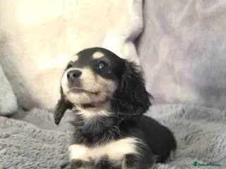 Miniature Dachshund dogs Cream Miniature long-haired Dachshund - Advert 8