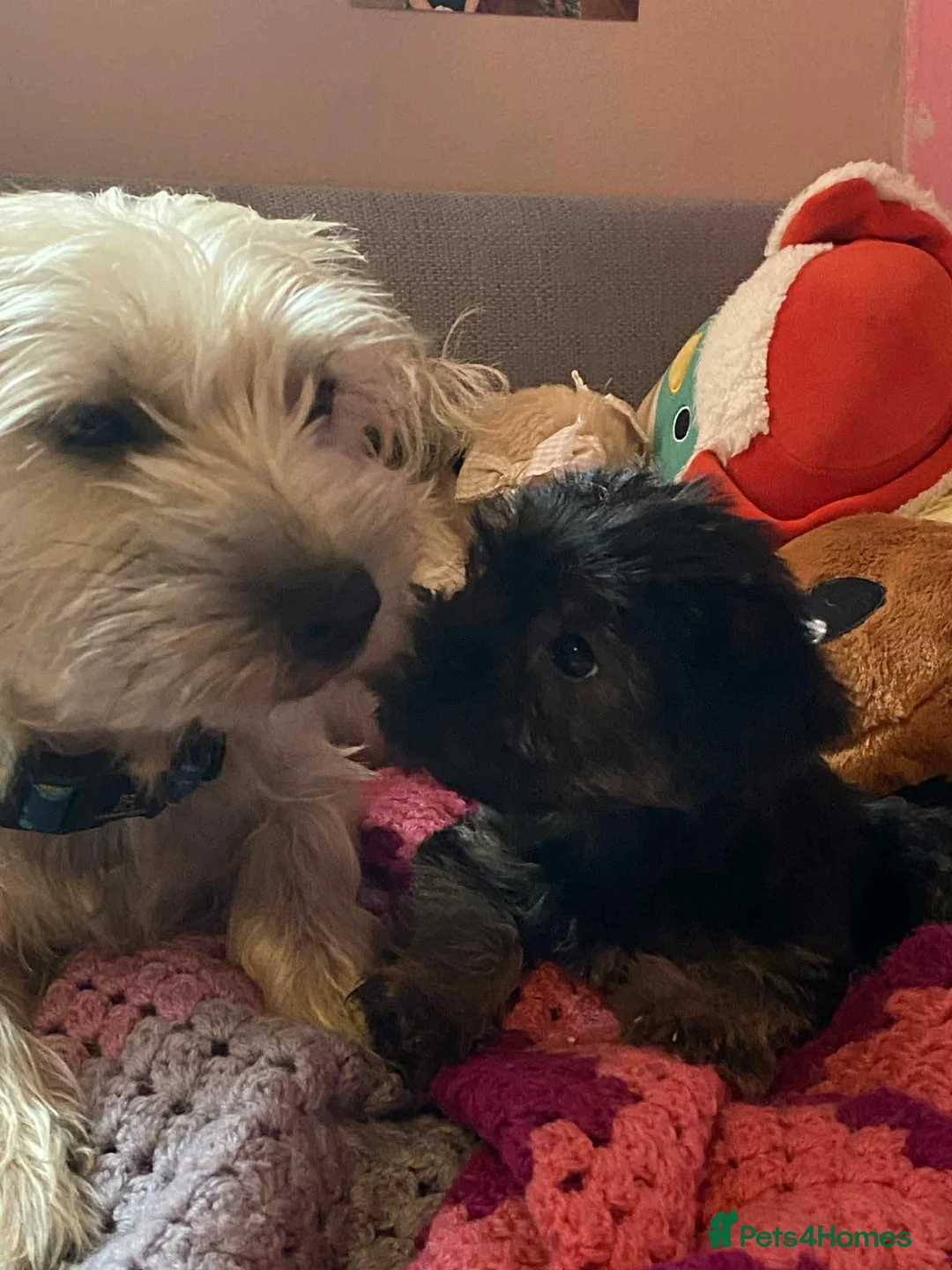 Mixed Breed dogs for sale: terrier x pom - Advert 5