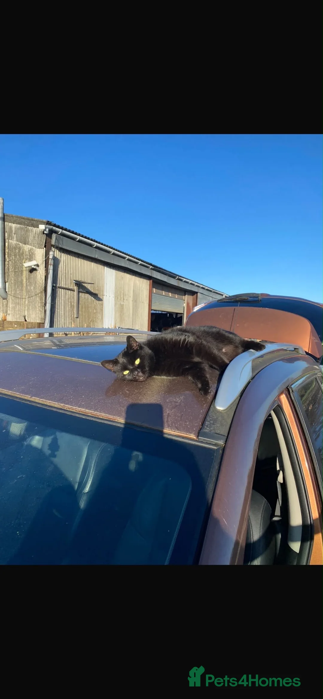 Mixed Breed cats for sale: 4 year old mother cat and 2 kittens free  - Advert 2