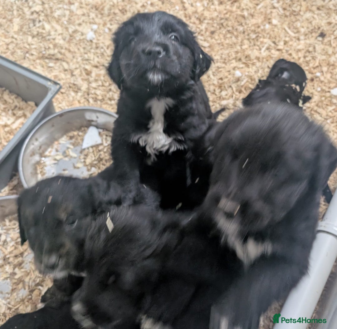 Mixed Breed dogs for sale:  berneses moutain dog x golden retriever - Advert 12