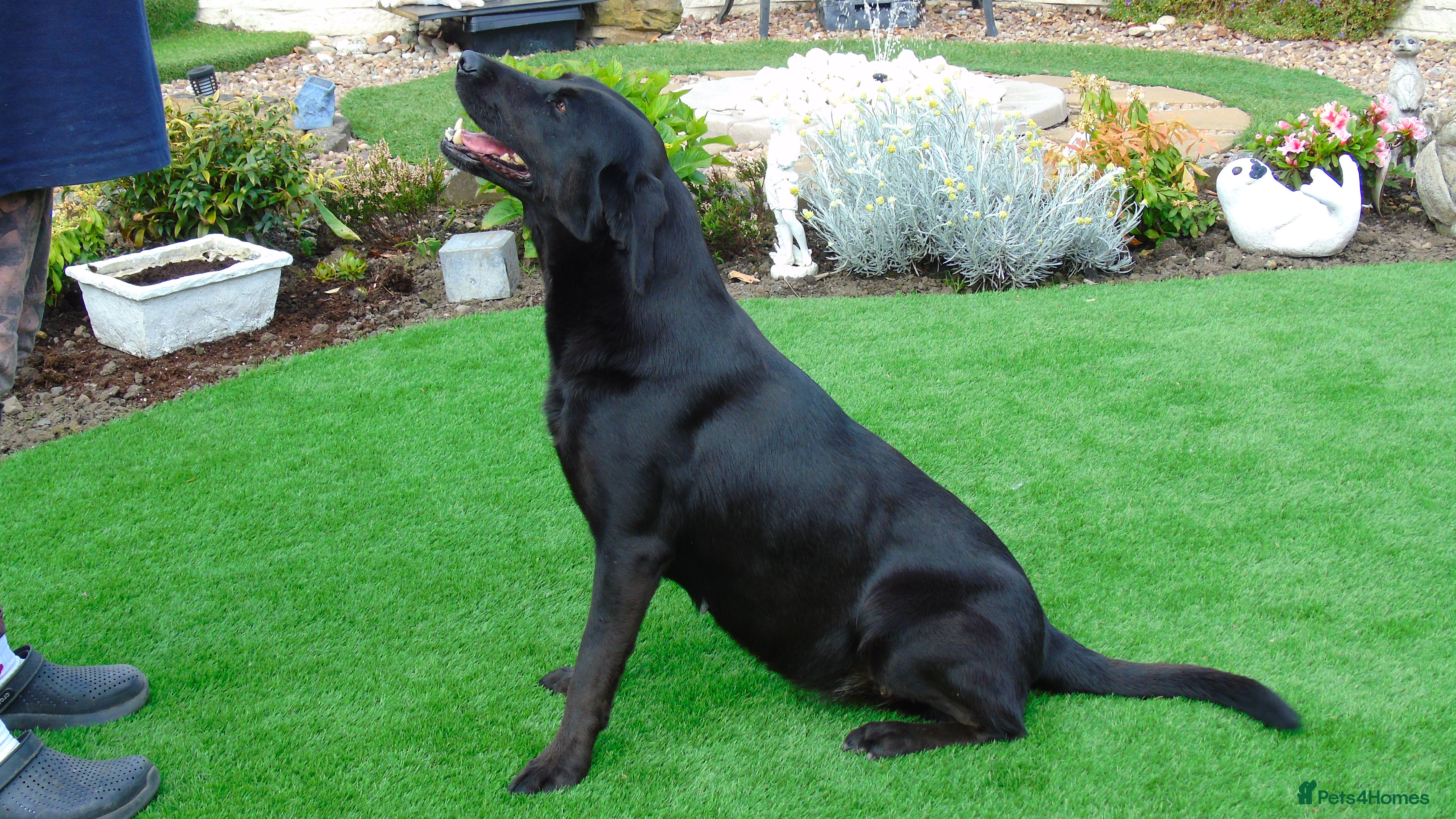 Labrador Retriever dogs Salrowbra Gundogs at Stud - Advert 1