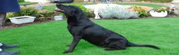 Labrador Retriever dogs for stud: Salrowbra Gundogs at Stud in Ossett - Advert 3