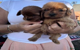 Cavapoo dogs for sale: Beautiful Tiny Cavapoos  - Image 11