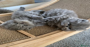 Persian cats - Advert 1