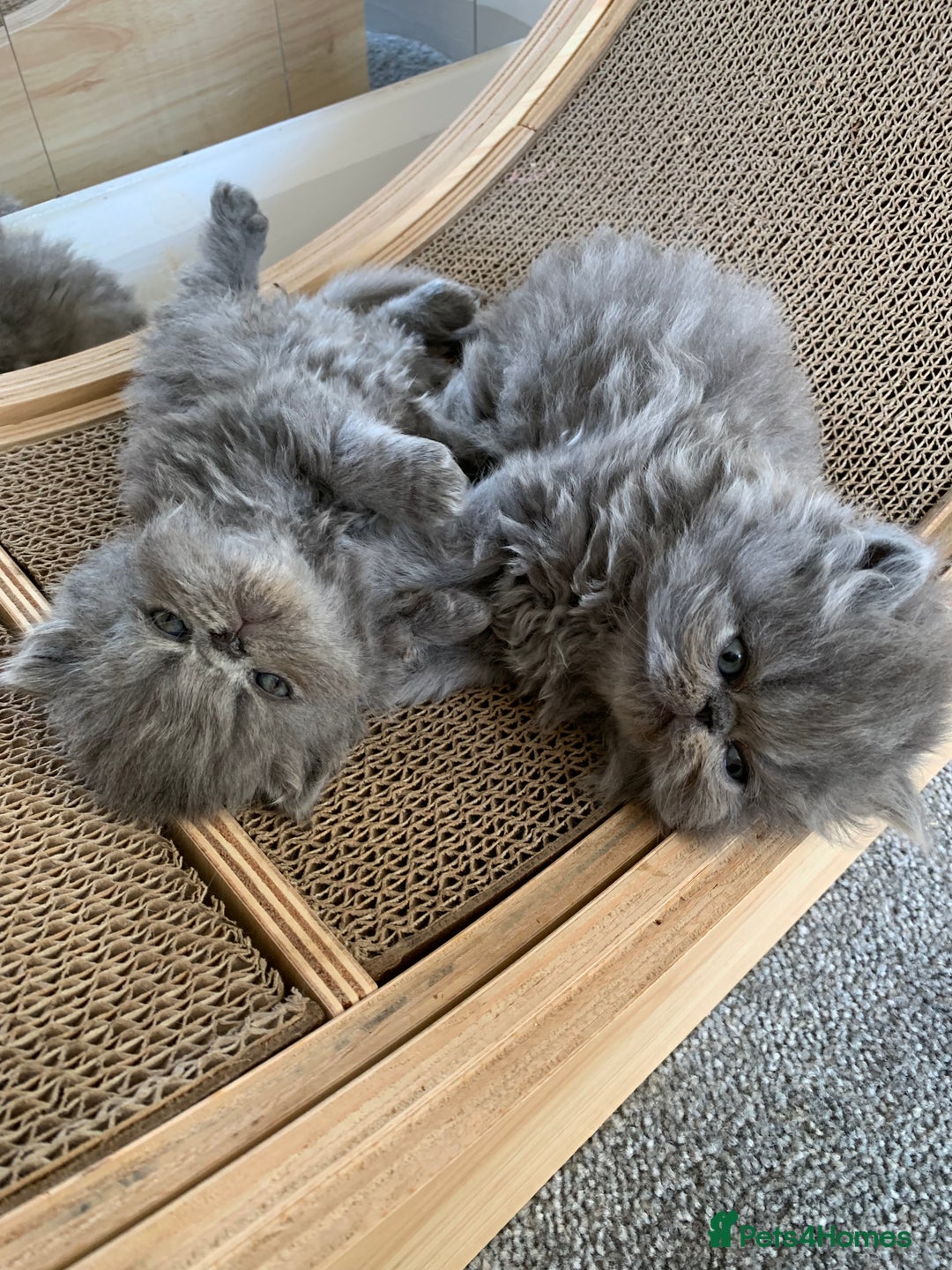 Persian cats for sale: *5 Generations Pedigree Persian Kittens - Image 3