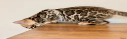 Bengal cats for sale: ⭐⭐⭐ Pedigree Bengal TICA registered Kittens ⭐⭐⭐ - Advert 3