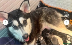 Pomsky dogs for sale: Pomsky Puppy for sale - Image 9