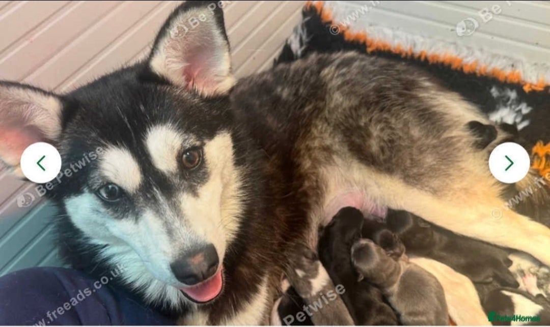 Pomsky dogs for sale: Pomsky Puppy for sale - Image 9