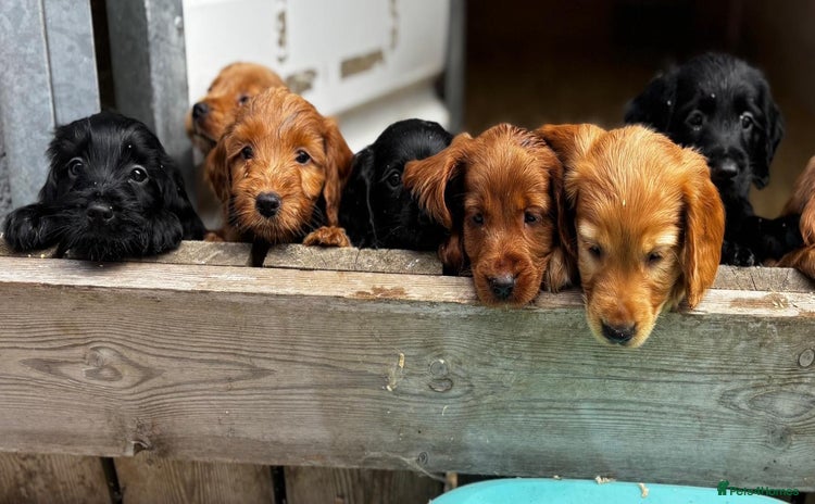 Cockapoo dogs - Advert 6