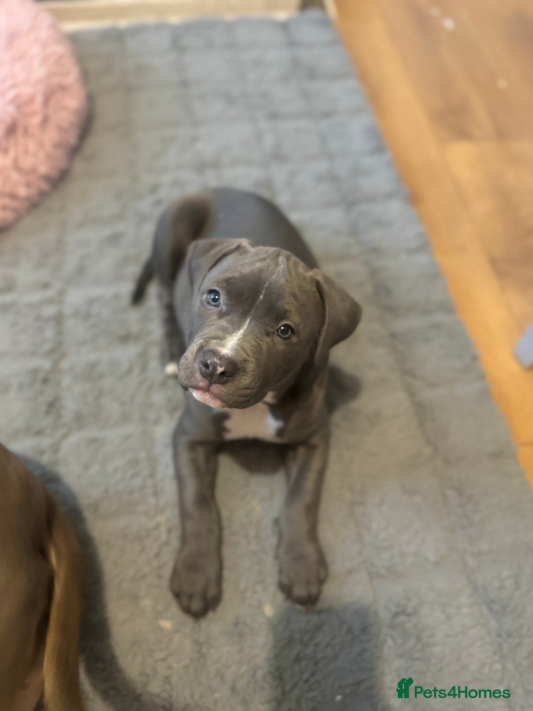 Mixed Breed dogs for sale: Staffordshire Bull Terrier BLUE - Advert 1