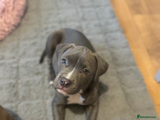 Mixed Breed dogs Staffordshire Bull Terrier BLUE - Advert 1