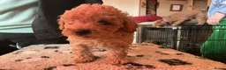 Toy Poodle dogs for sale: toy poodles - Advert 5